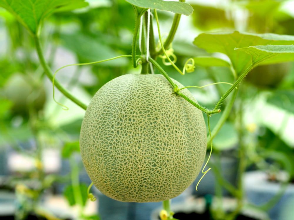 Melon on plant