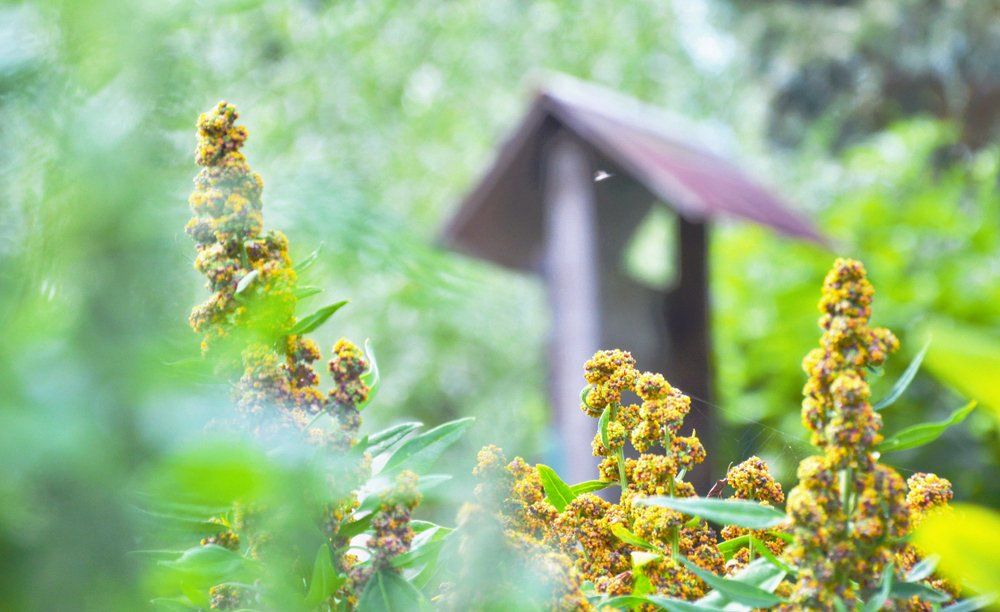 Quinoa plants in garden