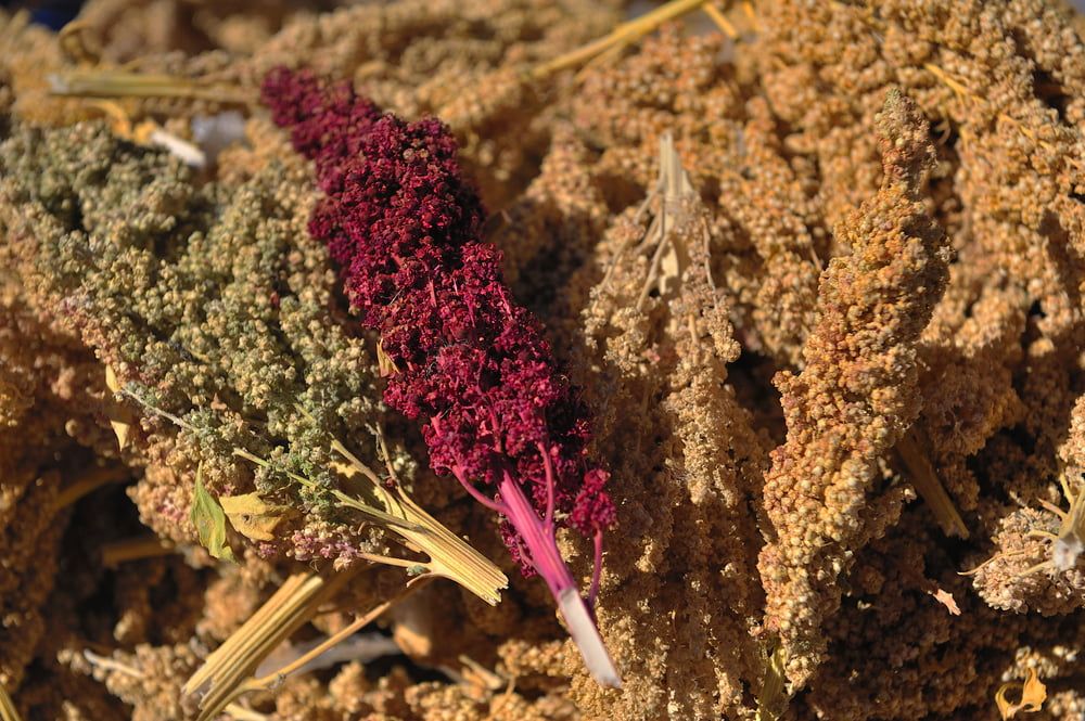 Harvested quinoa