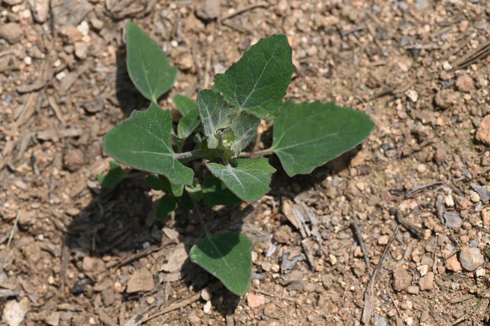 Quinoa plant in ground
