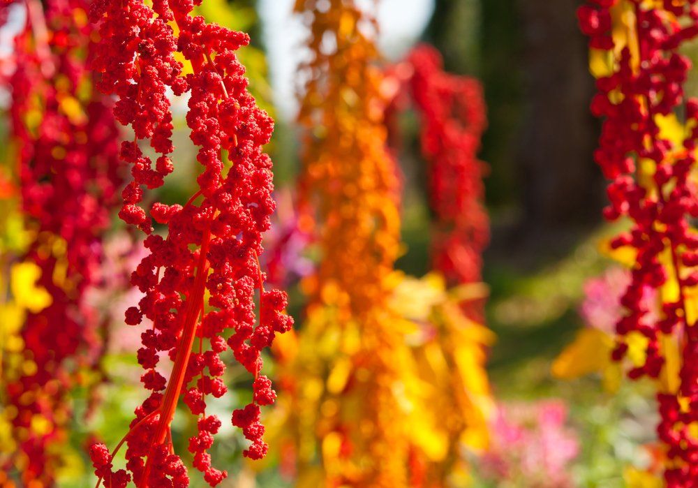 Quinoa plants