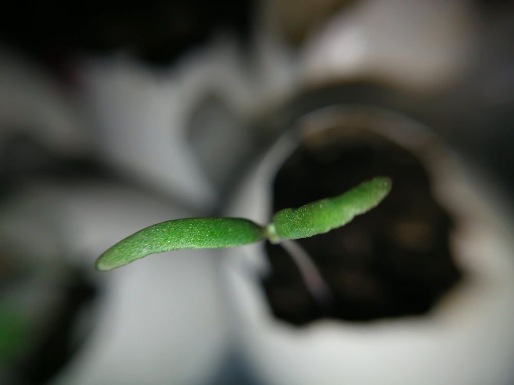 Quinoa seedling