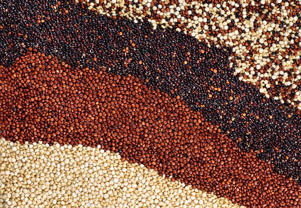 Quinoa varieties