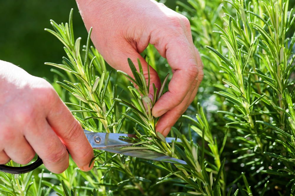 Harvesting rosemary