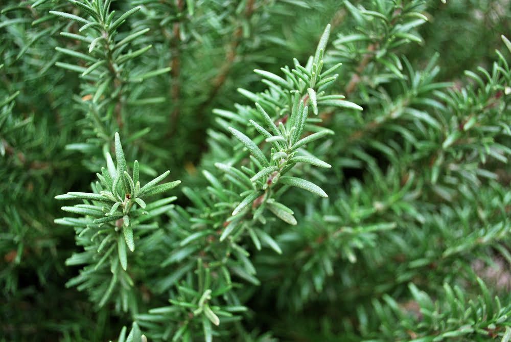 Rosemary