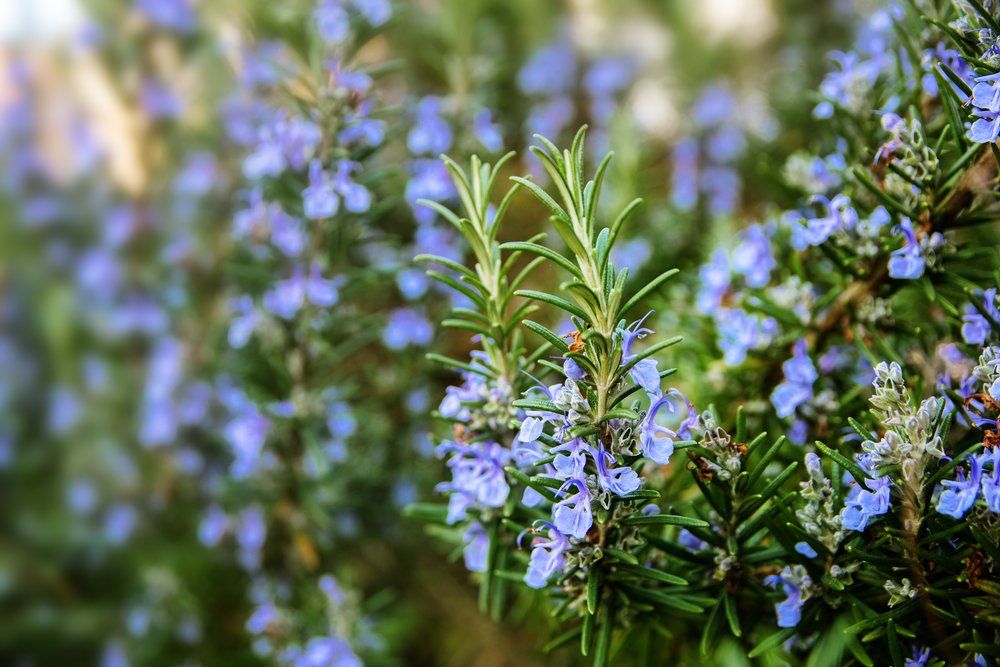 Rosemary flowers