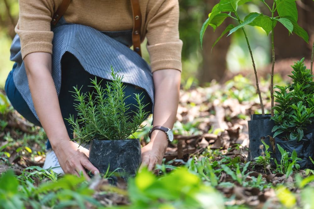 Rosemary planting