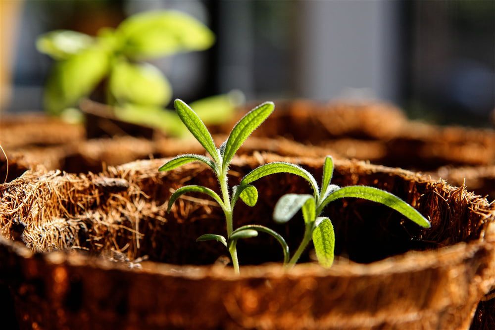 Rosemary seedlings