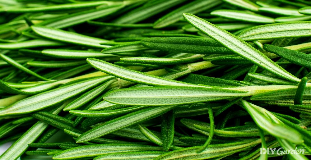 Rosemary leaves