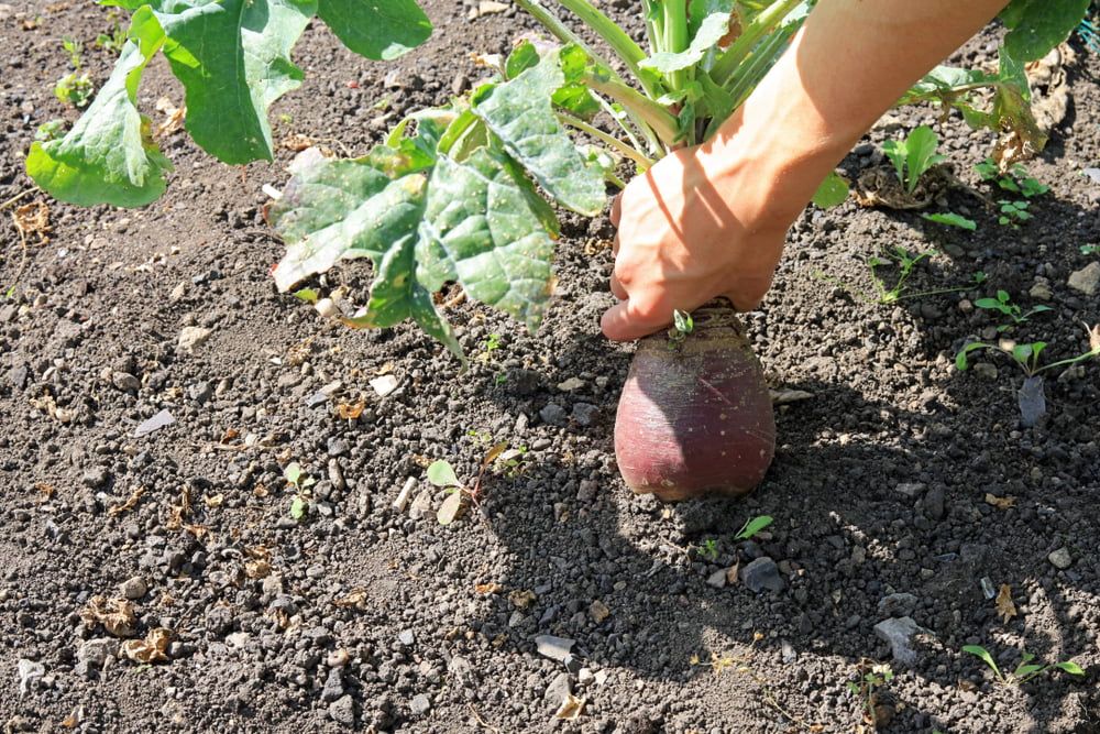 Harvesting swedes