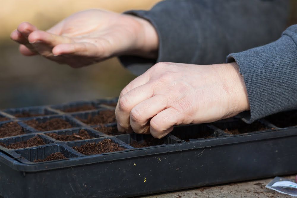 Person sowing seeds