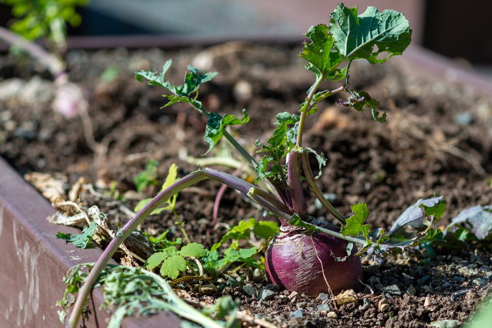 Swedes in garden