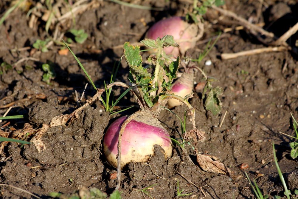 Swedes growing in garden