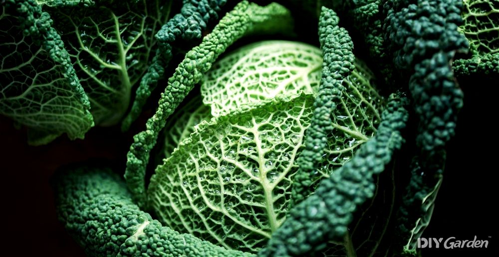 How to Grow Winter Cabbages at Home (2024 Harvest Guide)