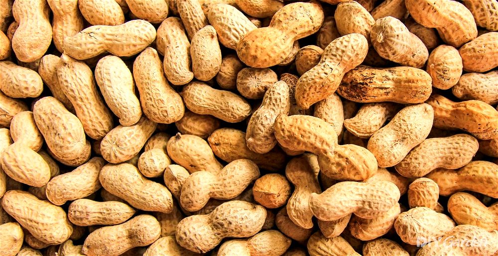 Peanuts