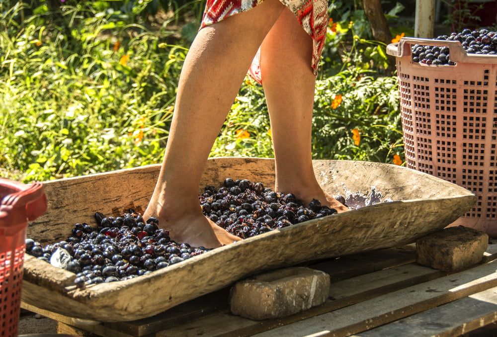 Woman crushing grapes with feet