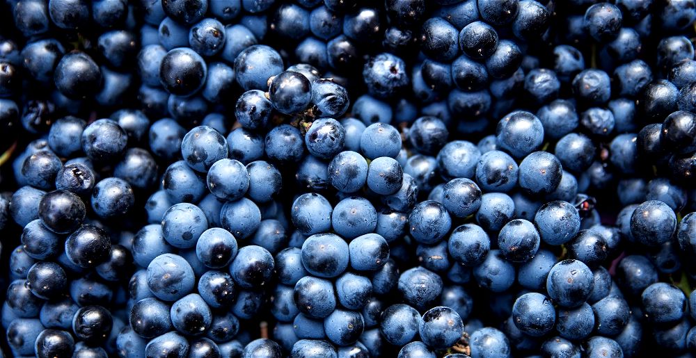 Wine grapes