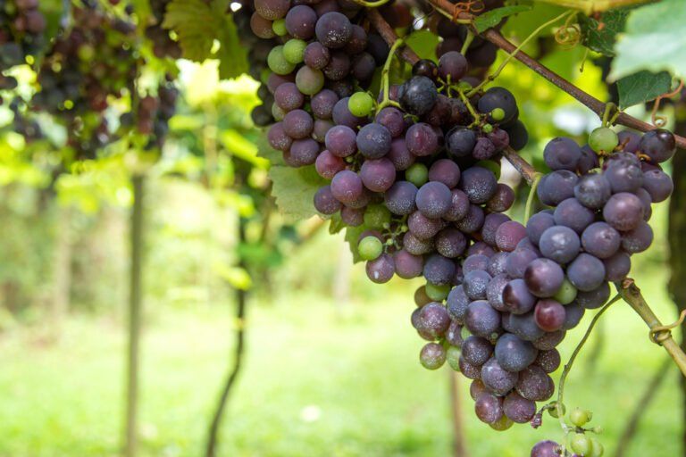 How to Grow Wine Grapes at Home (2024 Harvest Guide)
