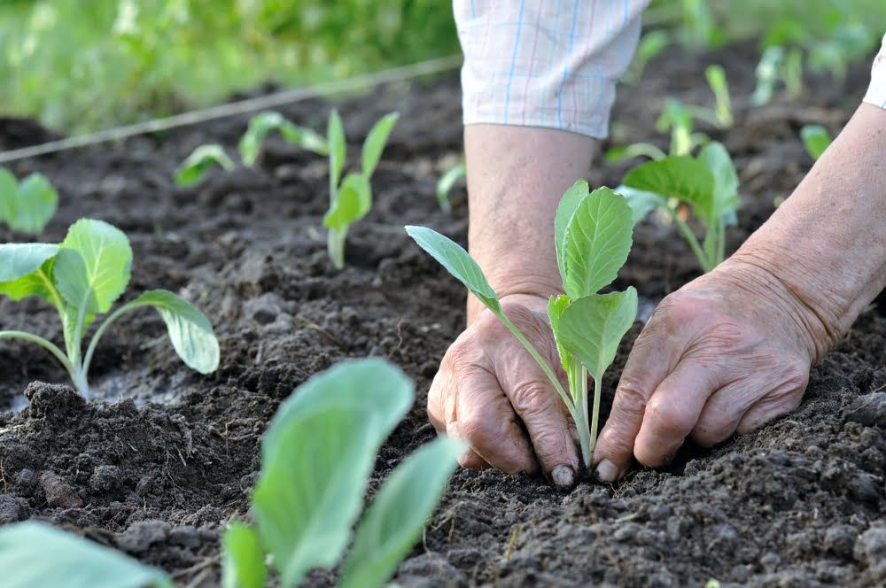 Man planting cabbage seedlings