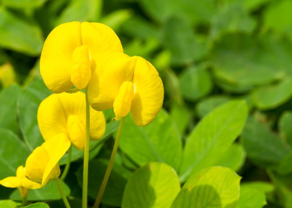 Peanut flower