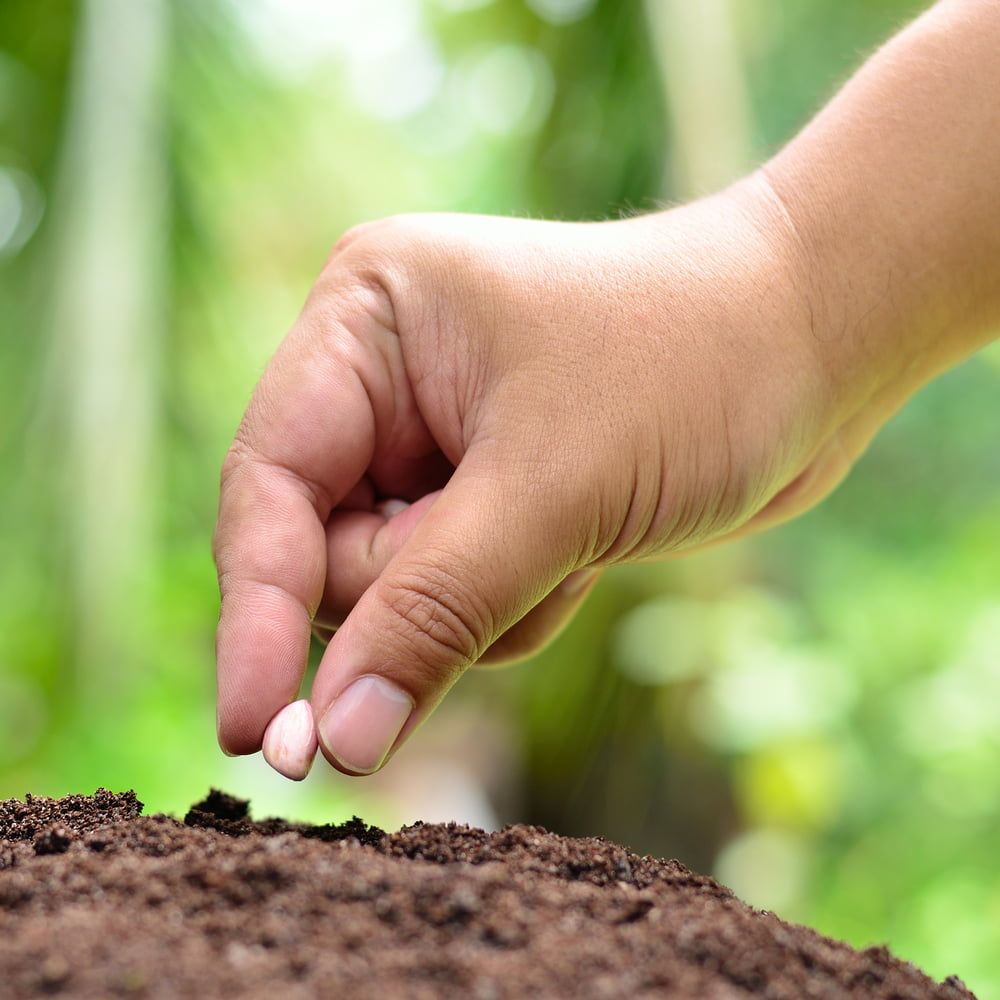 Hand planting peanut seed