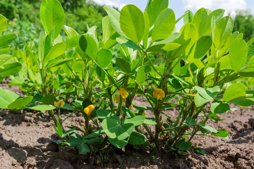 Peanut plants