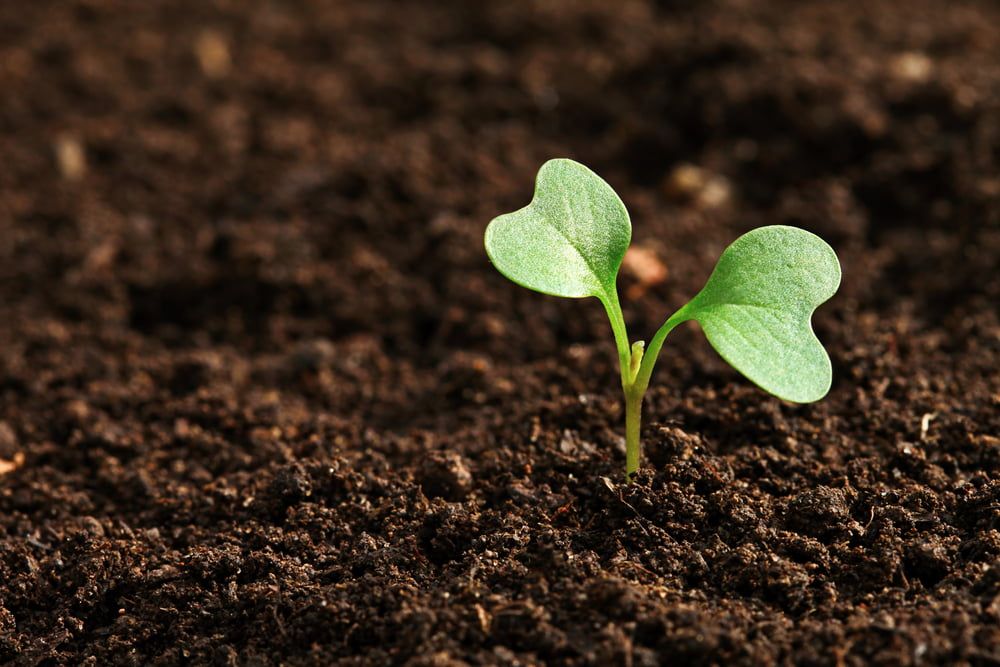 Cabbage seedling