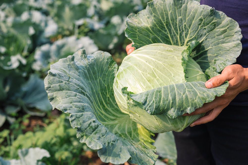 Hand holding harvested cabbage