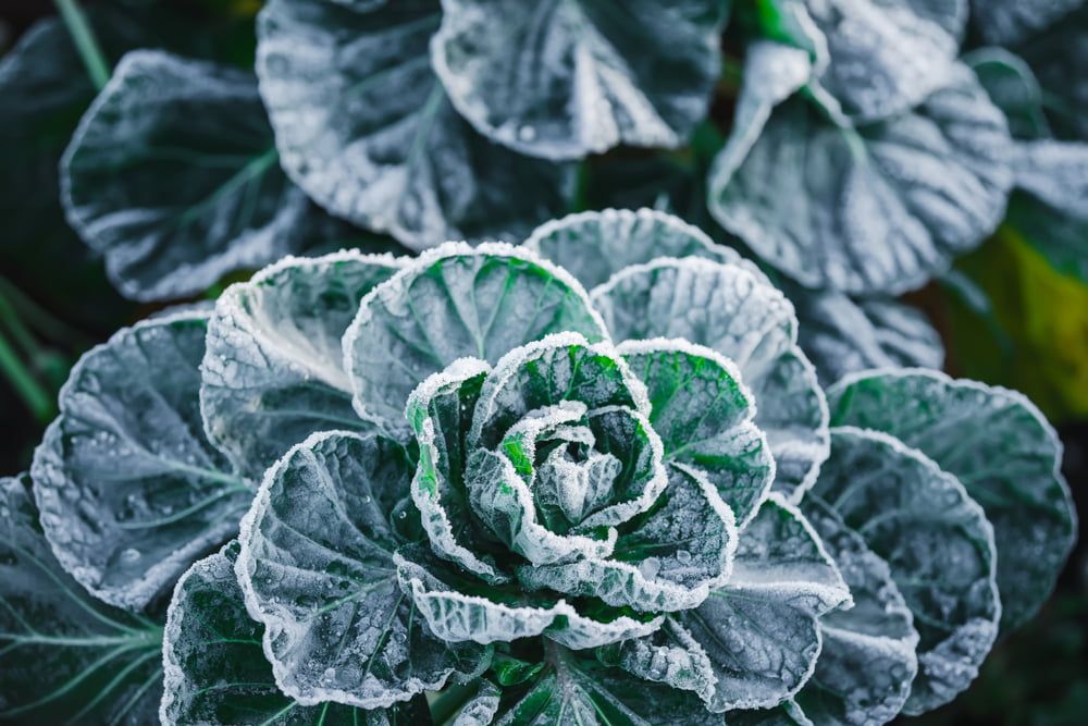 Frosty cabbage plants