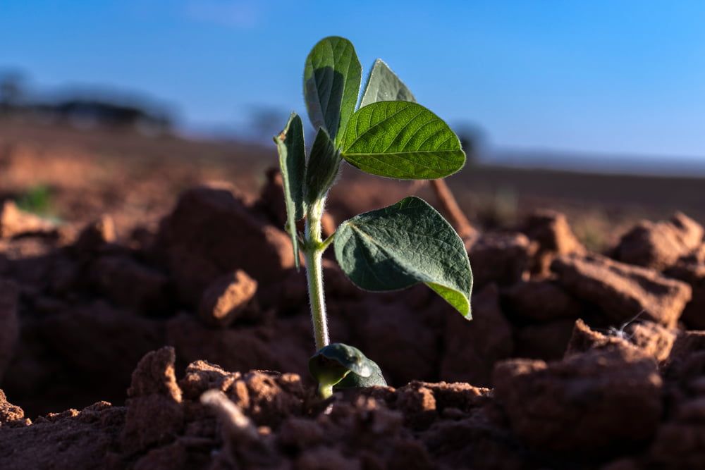 Peanut seedling