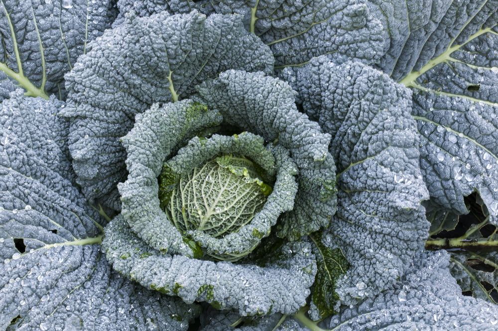 Winter cabbage