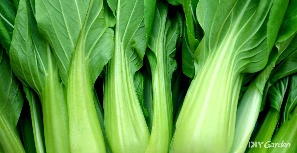 Pak choi