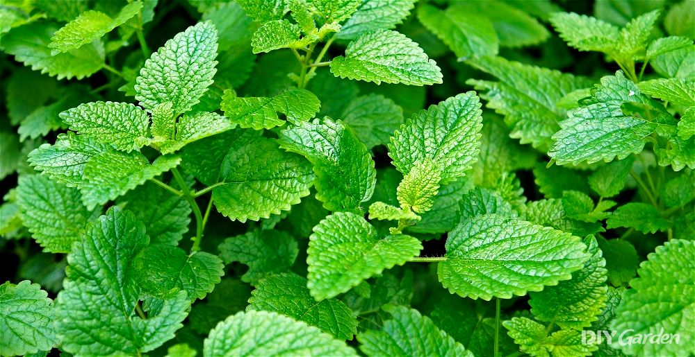 Lemon balm