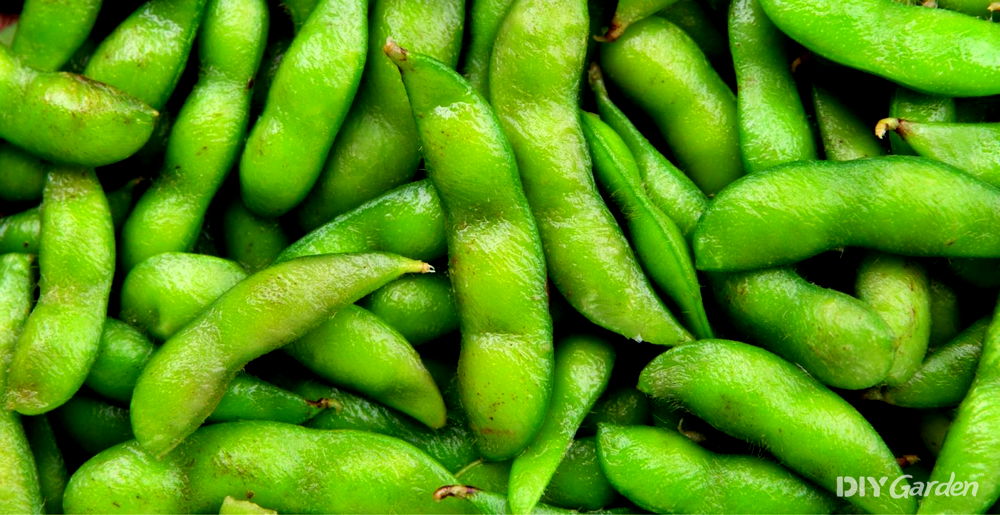 How to Grow Edamame Beans at Home (2023 Harvest Guide)