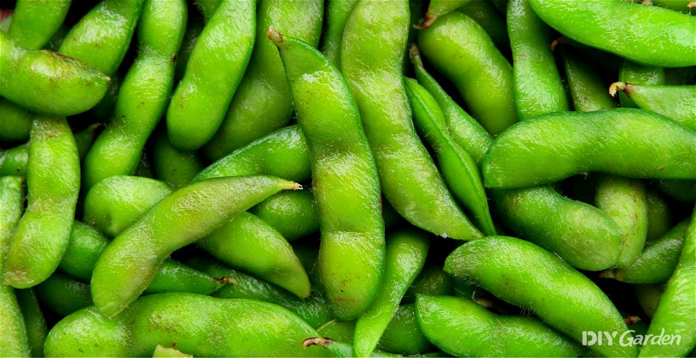 Edamame beans