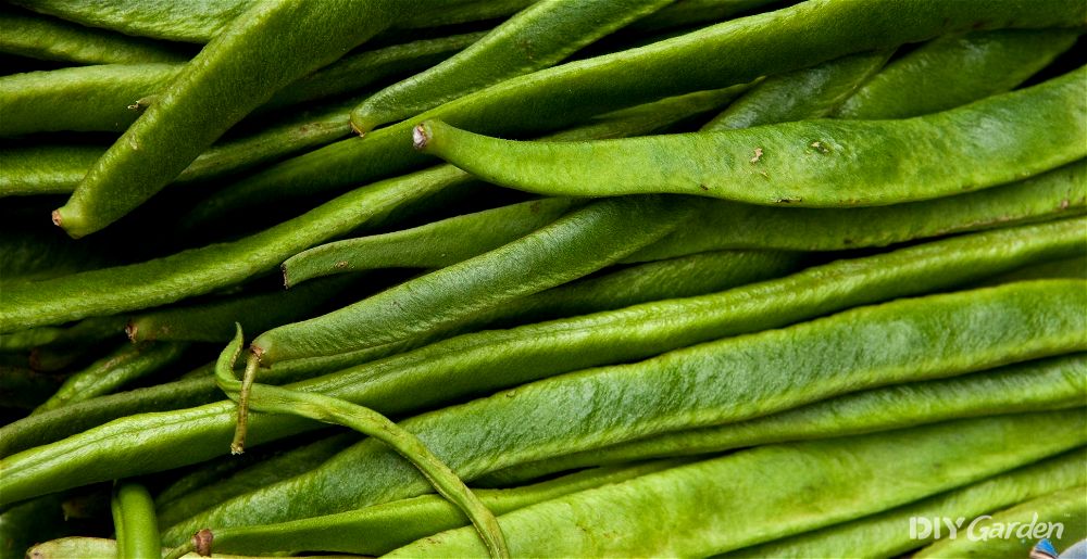 Runner beans