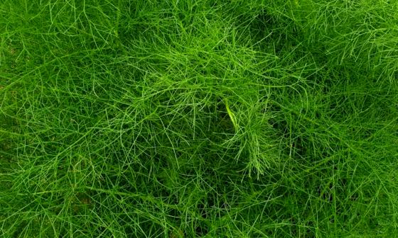 Herb fennel