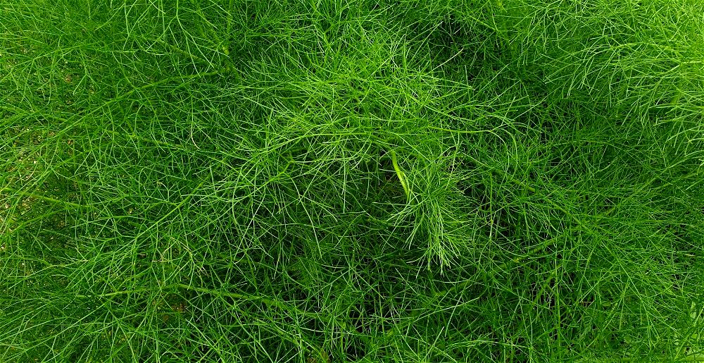 Herb fennel