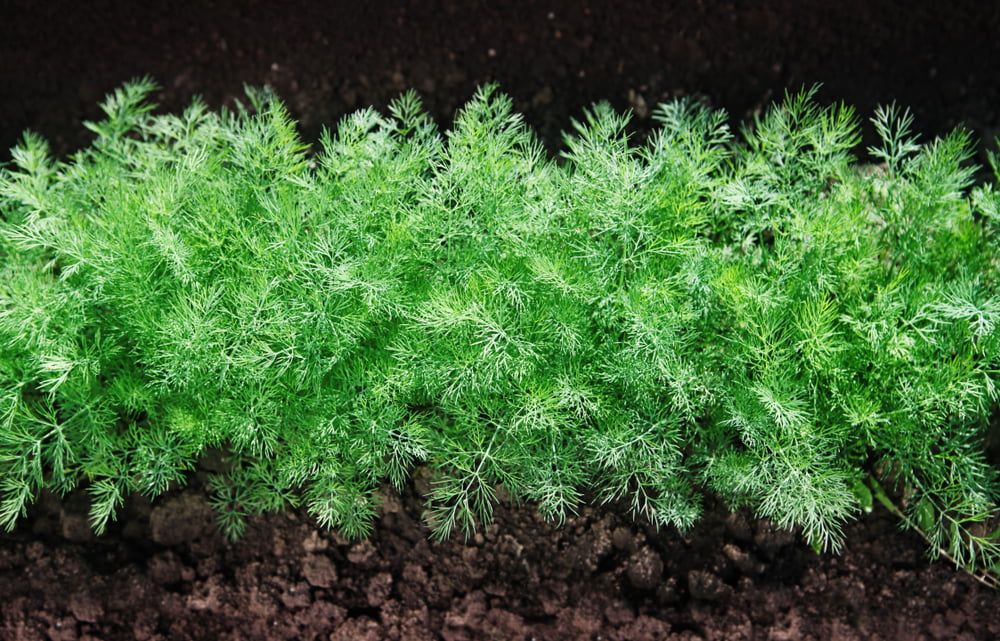 Herb fennel young plants