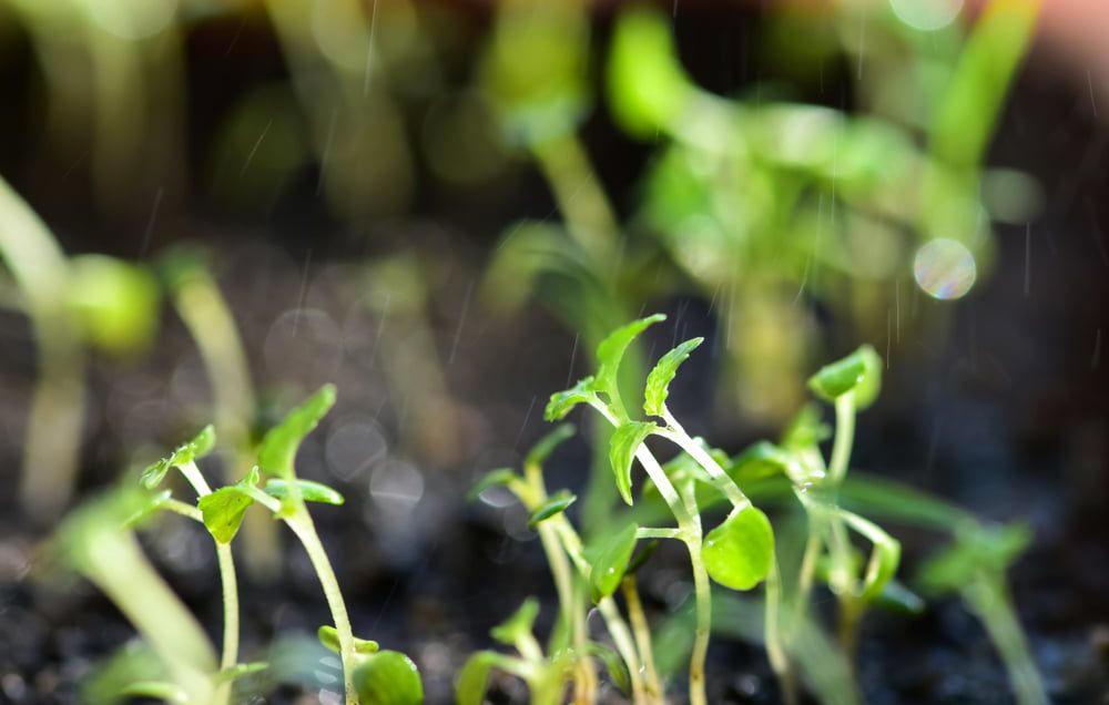 Lemon balm seedlings