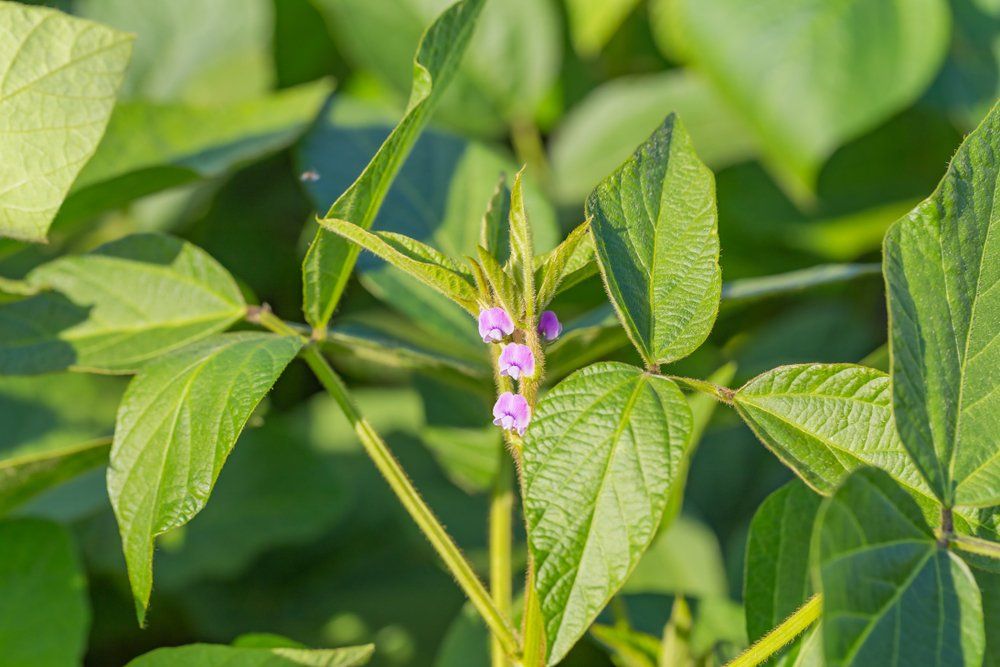 Edamame plant flowers