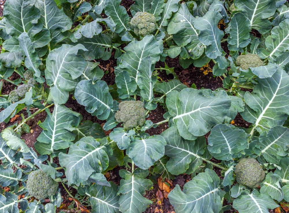 Calabrese broccoli plants