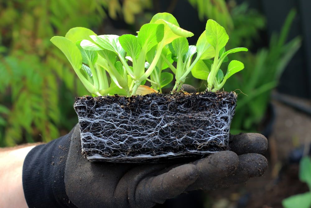 Pak choi seedlings