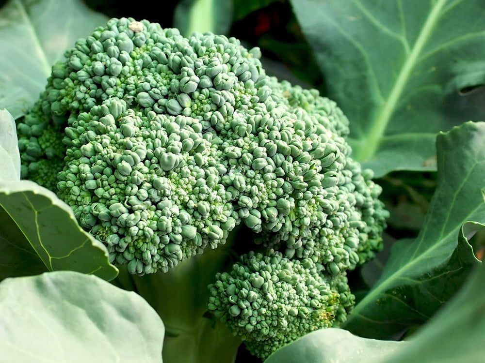 Broccoli