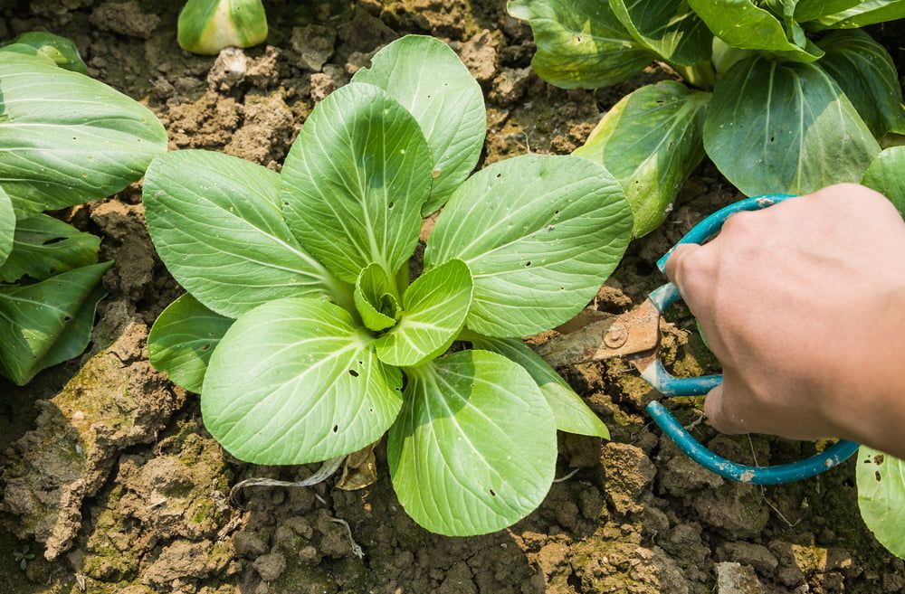 Harvesting pak choi