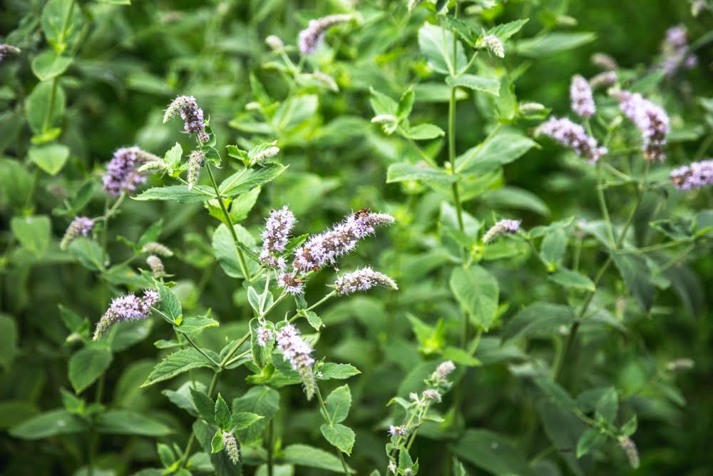 Lemon balm flowers