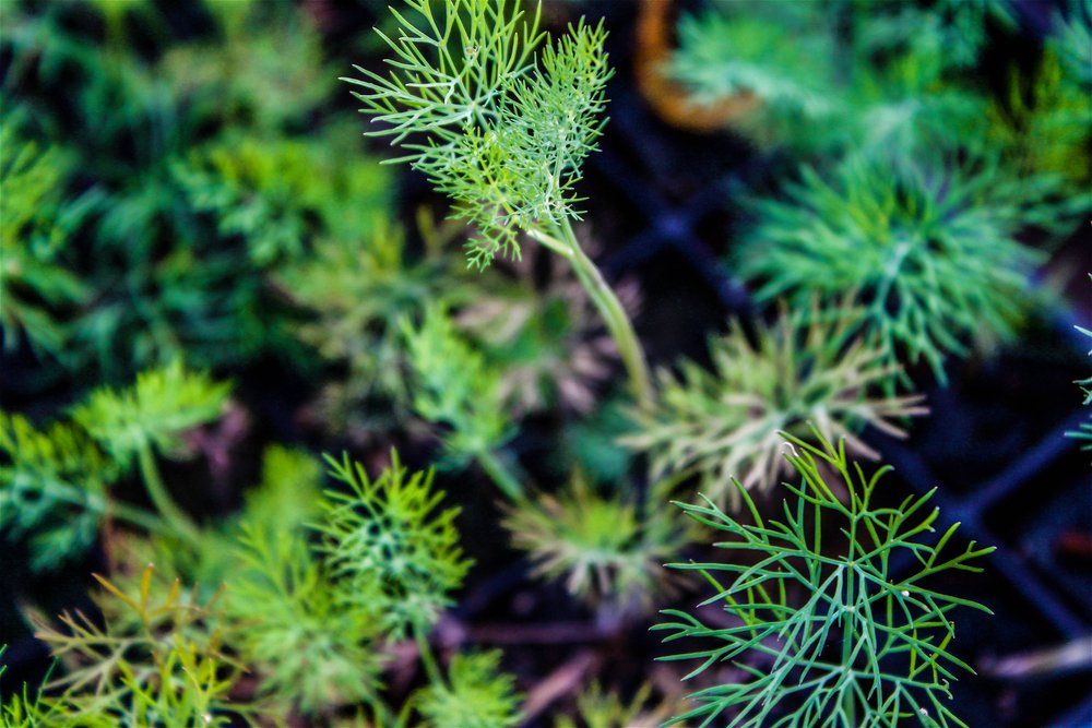 Herb fennel seedlings