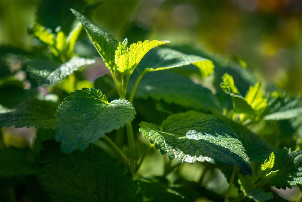 Lemon balm