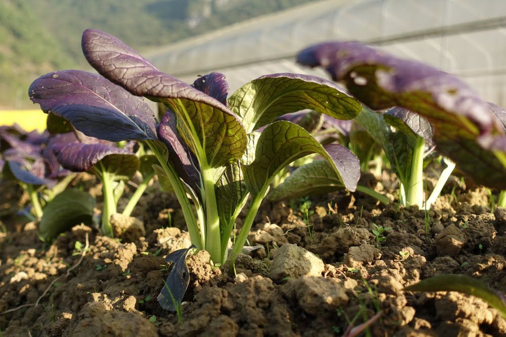 Red pak choi