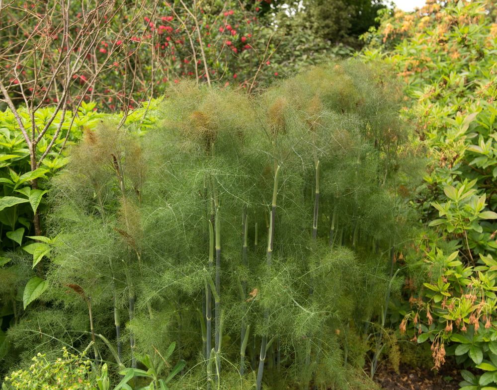 Bronze fennel plants in garden